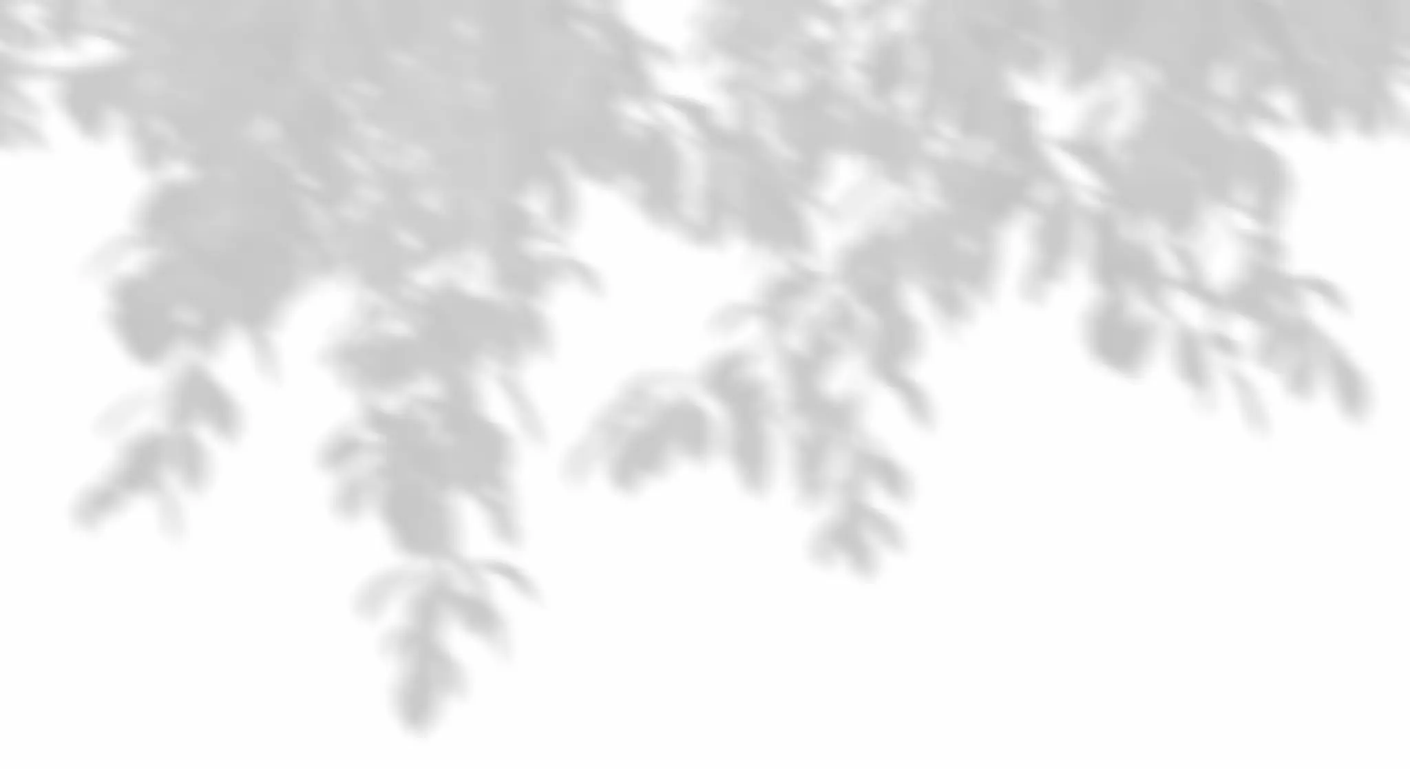 Ombre sfocate di foglie su sfondo bianco.