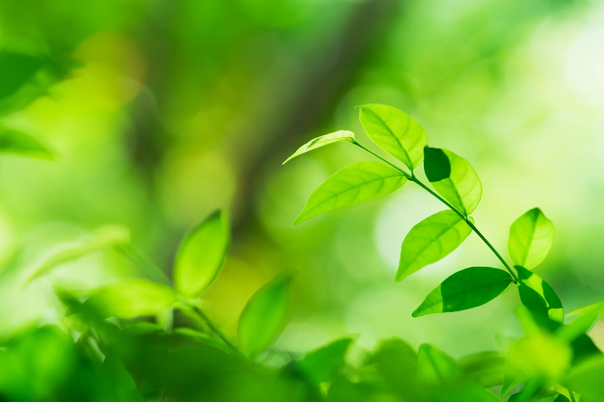 Foglie verdi illuminate dal sole con sfondo sfocato naturale.