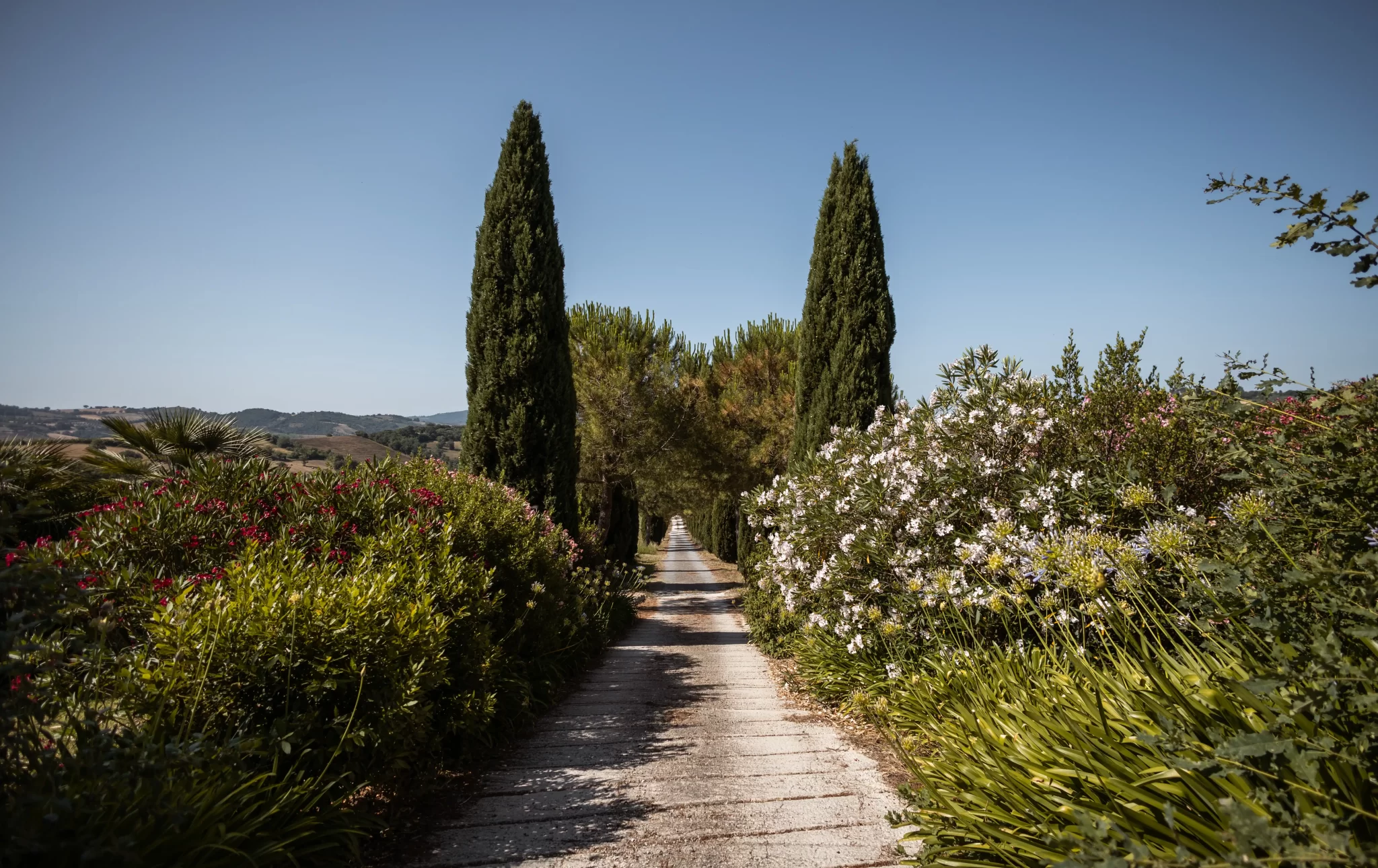 Viale alberato con cipressi e arbusti fioriti sotto un cielo azzurro.