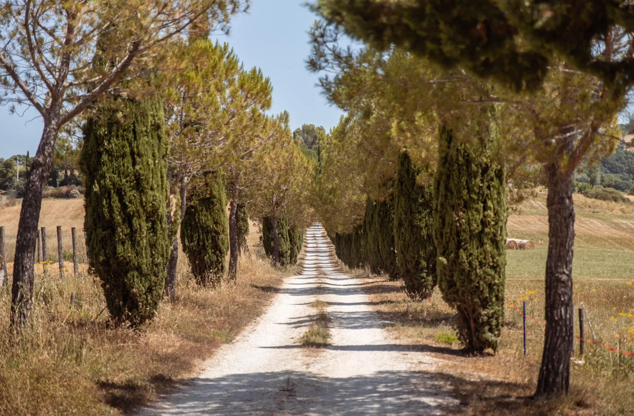 Viale di cipressi lungo una strada sterrata in campagna.