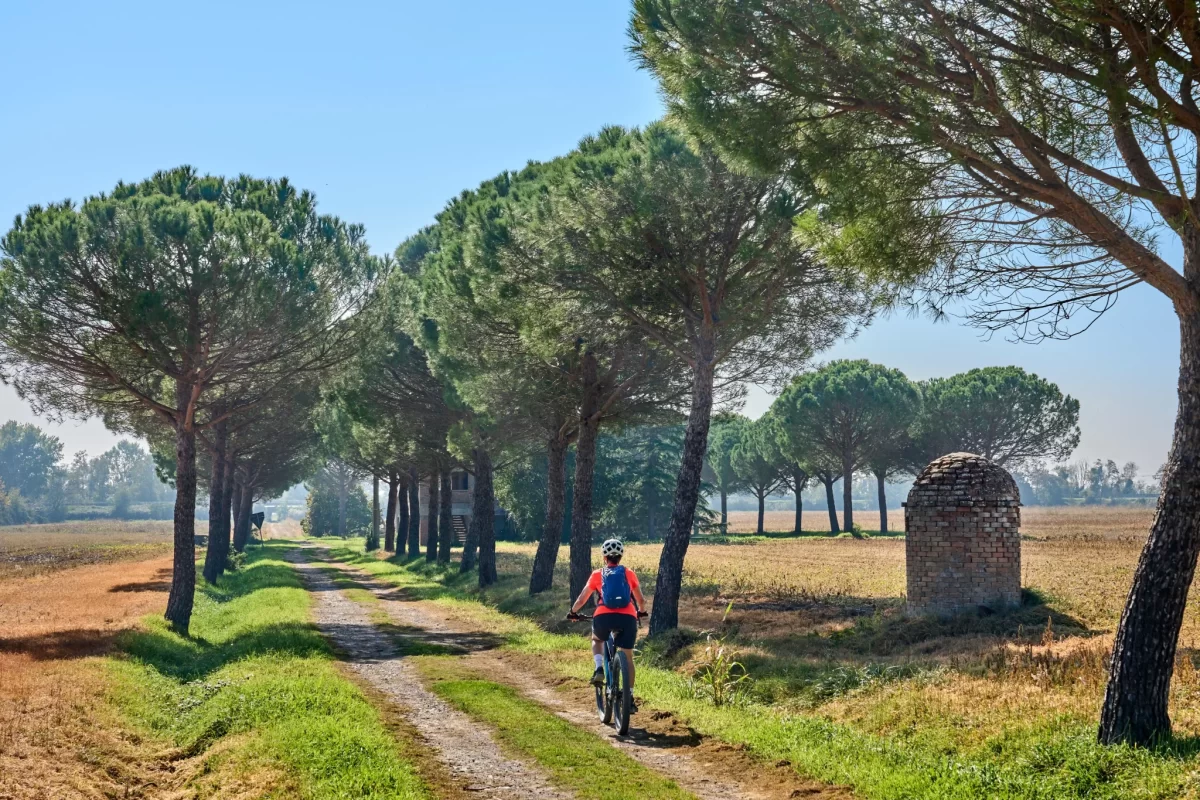 Ciclista su un sentiero sterrato fiancheggiato da pini in campagna.