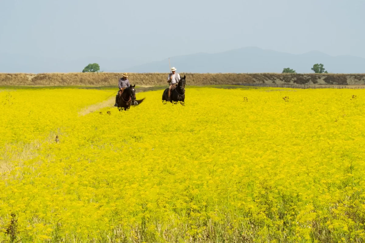 Due cavalieri attraversano un campo fiorito di giallo con montagne sullo sfondo.