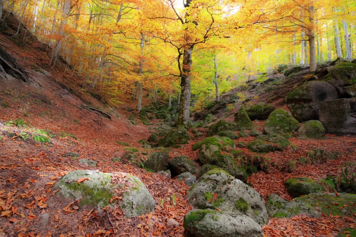 Bosco autunnale con alberi dalle foglie arancioni e rocce coperte di muschio.