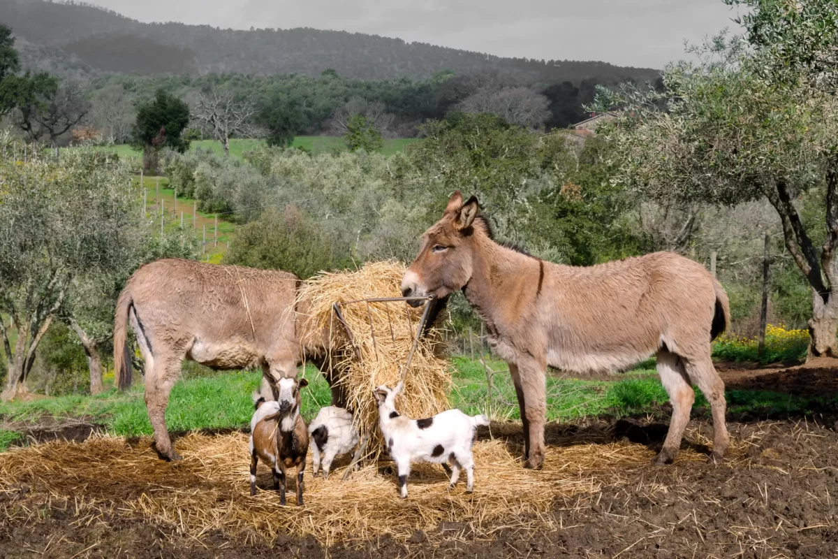 Due asini e tre caprette mangiano fieno in un paesaggio rurale verde.
