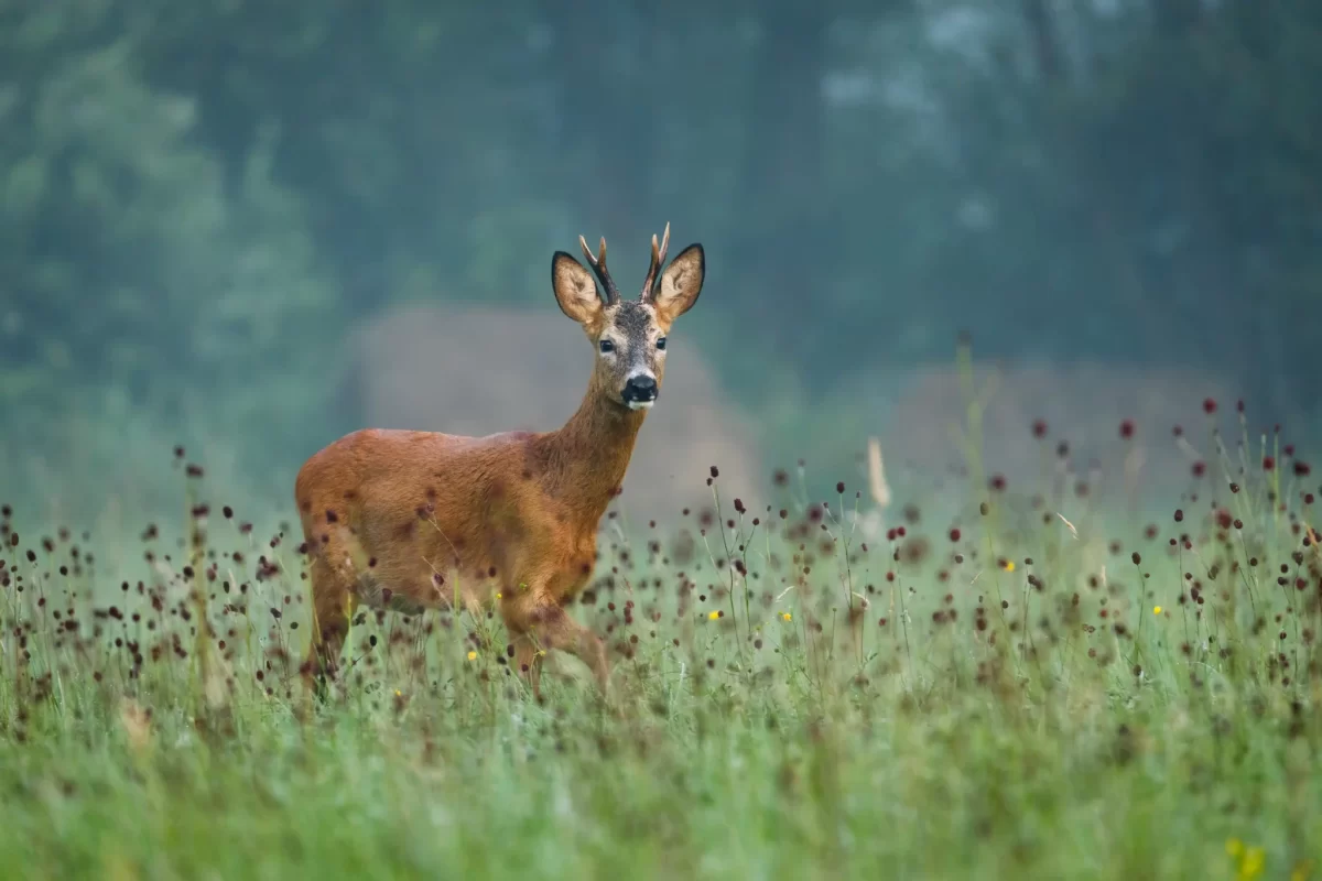 Capriolo tra l'erba alta in una radura forestale.