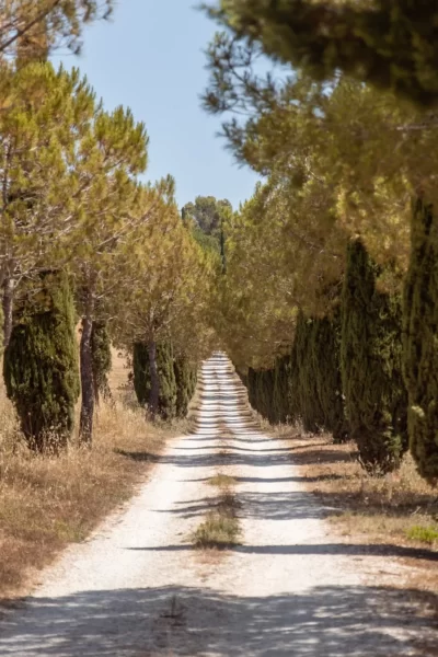Viale di cipressi lungo una strada sterrata in campagna.