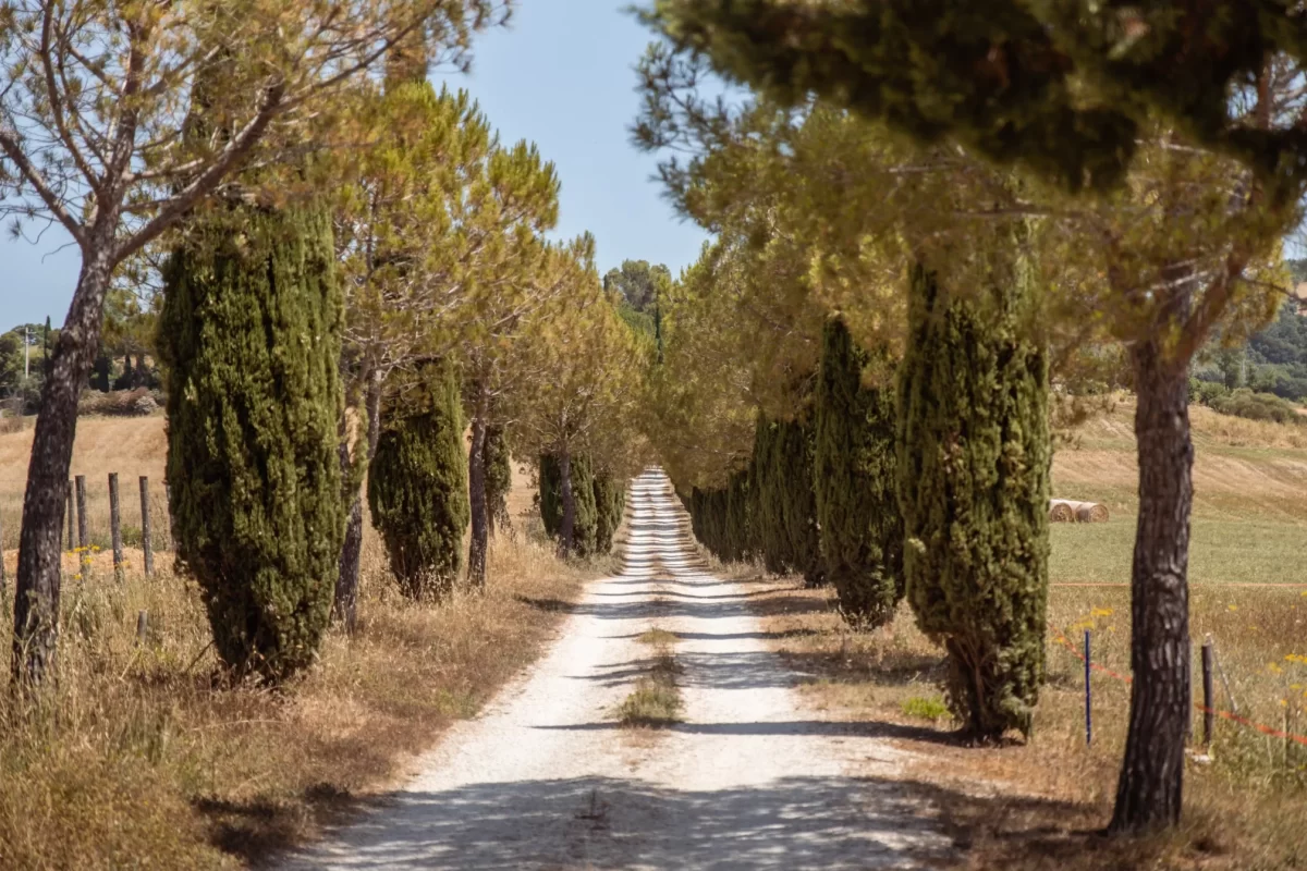Strada sterrata fiancheggiata da cipressi in campagna.